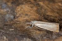 Chrysoteuchia culmella