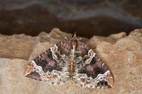 Eulithis prunata