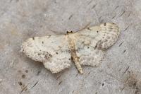 Idaea dimidiata