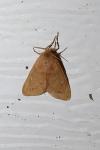 Ocneria rubea