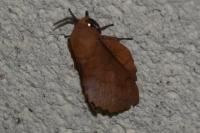 Gastropacha quercifolia