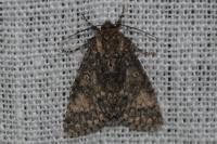 Acronicta megacephala