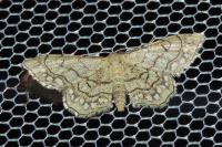 Idaea moniliata