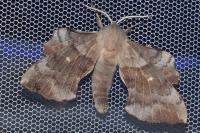 Laothoe populi