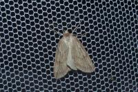 Pachycnemia hippocastanaria hippocastanaria