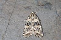 Bryophila domestica
