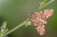 Ceramica pisi