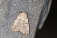 Caradrina aspersa