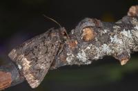 Catephia alchymista