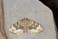 Colostygia olivata
