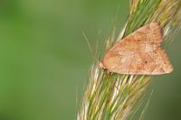 Cosmia trapezina