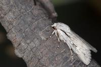 Dichagyris candelisequa