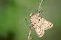 Dichagyris vallesiaca