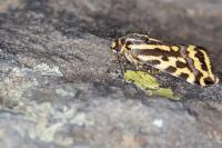 Emmelia trabealis