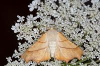 Ennomos fuscantaria