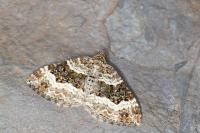 Epirrhoe alternata