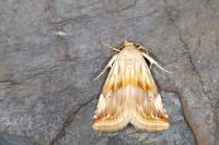 Eublemma ostrina