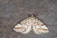 Eumannia oranaria