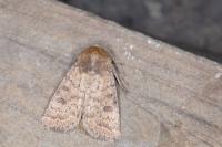 Hoplodrina octogenaria