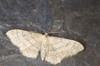 Idaea aversata