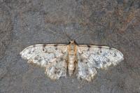 Idaea contiguaria