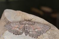 Nychiodes obscuraria