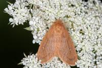Ocneria rubea