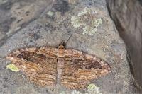 Philereme transversata