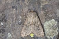Polia serratilinea