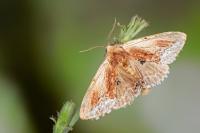 Ptilodon cucullina