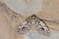 Tephronia lhommaria lhommaria