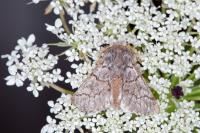 Thaumetopoea pinivora