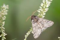 Thaumetopoea pityocampa