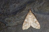 Udea olivalis