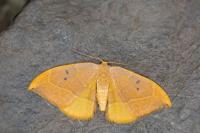 Watsonalla binaria