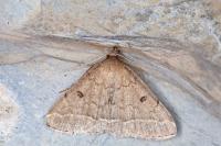 Zanclognatha zelleralis