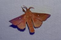 Odonestis pruni