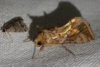Chrysodeixis chalcites