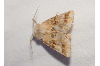 Eremobia ochroleuca