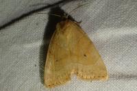 Cosmia trapezina