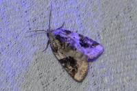 Pseudeustrotia candidula