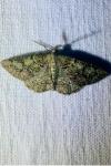 Cleorodes lichenaria