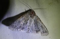 Acronicta aceris