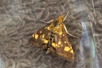 Pyrausta aurata