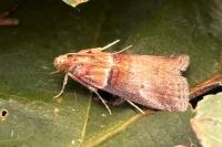 Acrobasis tumidana