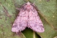 Gluphisia crenata
