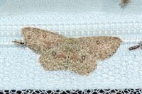 Cyclophora pendularia