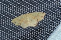 Cyclophora punctaria