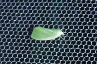 Earias clorana
