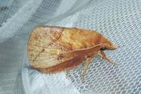 Euthrix potatoria